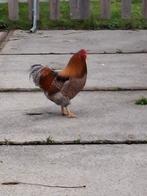 Wyandotte haan, Dieren en Toebehoren, Pluimvee, Mannelijk, Kip