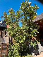 Laagstam appelboom malus domistica, Tuin en Terras, Planten | Fruitbomen, Ophalen, 250 tot 400 cm, Appelboom, Lente