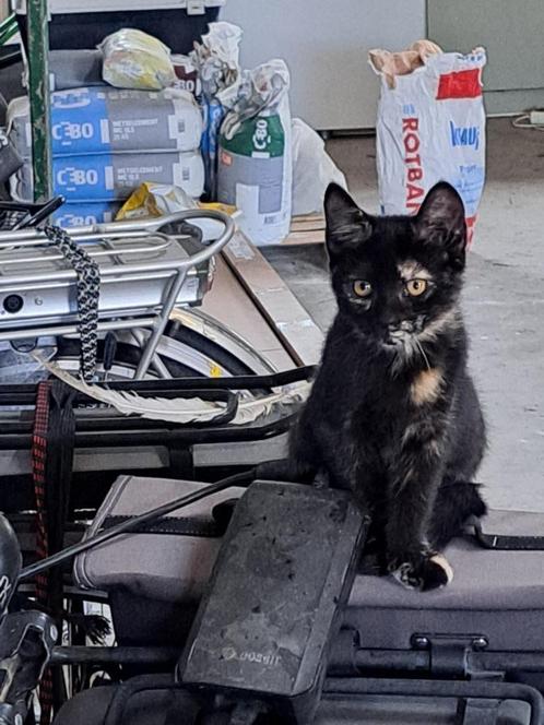 kittens (boerderij), Dieren en Toebehoren, Katten en Kittens | Raskatten | Korthaar, Ontwormd