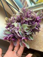 Tradescantia sweetness stekjes, Ophalen of Verzenden, Overige soorten, Minder dan 100 cm