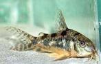corydoras paleatus €2,95, Vis, Zoetwatervis