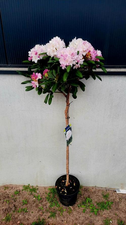 Rhododendron 'Schneewolke 🌿🍁 ❗️1.20 stam❗️, Tuin en Terras, Planten | Bomen, Volle zon, Ophalen