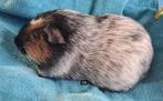koppel dalmatiner gemaakt, November, Geslacht onbekend, Cavia