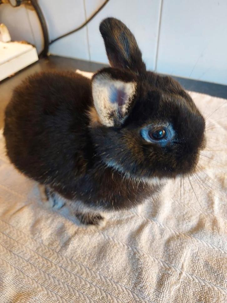 Lief konijntje,  kleurdwerg zilvervos zwart. Geënt. Ram., Dieren en Toebehoren, Konijnen, Dwerg, Mannelijk