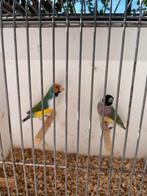 2 koppels gouldamadines, Dieren en Toebehoren, Vogels | Overige Vogels, Meerdere dieren