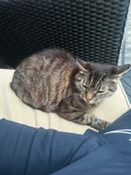 Gevonden kat, Kat