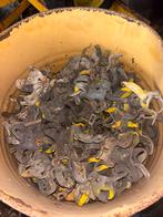 Steigerklemmen met losse spie, Doe-het-zelf en Verbouw, Steigers, Ophalen, Gebruikt, Overige typen, Minder dan 2 meter