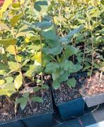 Quercus ilex, Ophalen, Lente, Vaste plant, Volle zon