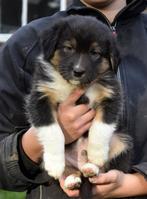 Australian shepherd pups. Uit lieve en stabiele ouders., Dieren en Toebehoren, Honden | Herdershonden en Veedrijvers, Reu, 8 tot 15 weken