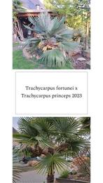 Trachycarpus fortunei x princeps zaden., Tuin en Terras, Ophalen of Verzenden