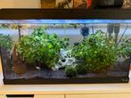 Te koop: compeet aquarium incl voederautomaat, Ophalen, Gebruikt, Gevuld zoetwateraquarium