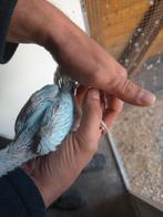halsbandparkiet   jongen 2025 dominant bont blauw violet wkw, Dieren en Toebehoren, Meerdere dieren, Parkiet