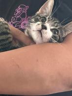 Vier schattige kittens, Dieren en Toebehoren, Katten en Kittens | Raskatten | Korthaar, Meerdere dieren, Ontwormd, 0 tot 2 jaar