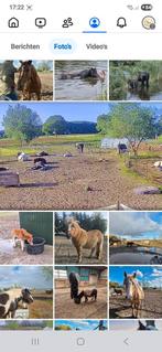 Paddock paradise Breda heeft plek, Dieren en Toebehoren, Stalling en Weidegang