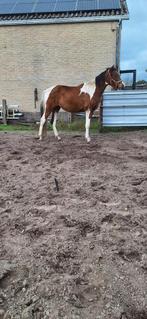 Meerdere ponys te koop, palomino, bonte , schimmel, Dieren en Toebehoren, Pony's, Meerdere dieren, 0 tot 2 jaar
