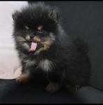 Black and tan pomeriaan/pomeranian pup reutje bearface, Reu, 8 tot 15 weken, Eén hond, Nederland