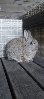 Gecastreerd konijn 8 mnd, Dieren en Toebehoren, Mannelijk, Dwerg