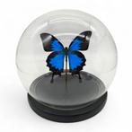 Grote ronde glazen stolp met opgezette papilio Ulyssius, Ophalen of Verzenden, Zo goed als nieuw, Opgezet dier