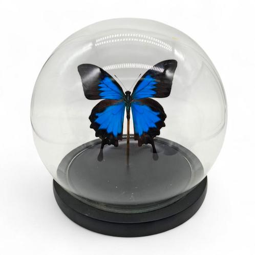 Grote ronde glazen stolp met opgezette papilio Ulyssius, Verzamelen, Dierenverzamelingen, Zo goed als nieuw, Opgezet dier, Ophalen of Verzenden