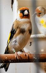 Te koop diverse Majoor putters, Dieren en Toebehoren, Vogels | Overige Vogels, Meerdere dieren, Wildzangvogel