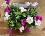 2 x Bloemenmand Petunia’s, bloemen van Textiel. Nieuw, Tuin en Terras, Tuin, Minder dan 30 cm, Minder dan 60 cm, Nieuw