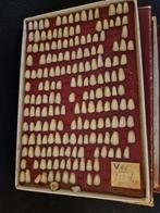 Te koop 10 dozen  invoclar tanden, Ophalen of Verzenden