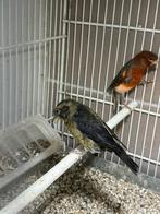 Himalaya kruisbek, Mannelijk, Tropenvogel, Geringd
