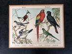 13 prenten /zangvogels/roofvogels 33x42 pst 15 euro ijsvogel, Antiek en Kunst, Natuur en Biologie, Ophalen of Verzenden