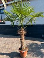 Trachycarpus Fortunei palmboom palmbomen Stamhoogte 90 cm, Zomer, Volle zon, Ophalen of Verzenden, Palmboom