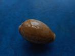 Schelpen: Cypraea spurca L. (donker) f++gem 26,5mm, Verzenden, Schelp(en)