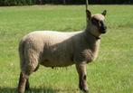 Clun Forest ramlammeren, Dieren en Toebehoren, Schapen, Geiten en Varkens, Mannelijk, Schaap, 0 tot 2 jaar