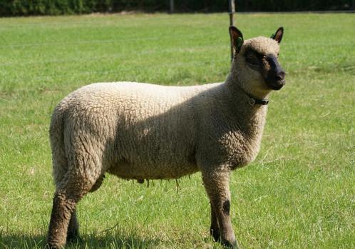 Clun Forest ramlammeren, Dieren en Toebehoren, Schapen, Geiten en Varkens, Schaap, Mannelijk, 0 tot 2 jaar
