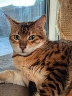 Bengaal., Dieren en Toebehoren, Kater, Gechipt, 6 jaar of ouder