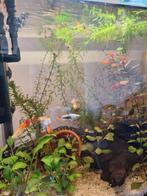 Guppen, Dieren en Toebehoren, Vis