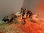 Kuikens, Dieren en Toebehoren, Kip