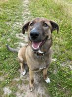 Lieve hond Steffie zoekt een warm en blijvend thuis, Dieren en Toebehoren, Honden | Niet-rashonden, Particulier, Rabiës (hondsdolheid)