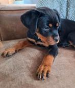 Prachtige Rottweiler Teefje Met STAMBOOM., CDV (hondenziekte), 8 tot 15 weken, Meerdere, Meerdere dieren