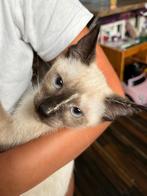 Siamese kittens mogen verhuizen 🥰, Poes, Gechipt