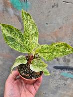 Anthurium Bonplandii Variegata p9 (1), Huis en Inrichting, Kamerplanten, Ophalen of Verzenden, Overige soorten, Minder dan 100 cm