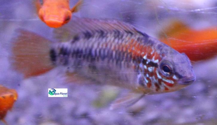 Apistogramma macmasteri, Dieren en Toebehoren, Vissen | Aquariumvissen, Zoetwatervis, Vis