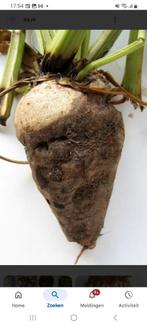 Gezocht suikerbieten!, Verzenden, Volle zon, Knol