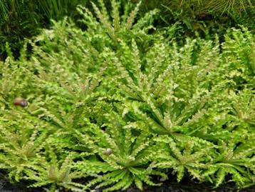 Pogostemon helferi - Aquariumplanten  beschikbaar voor biedingen