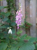 Vingerhoedskruid, Tuin en Terras, Tweejarig, Halfschaduw, Zomer, Ophalen