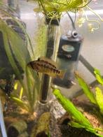 apistogramma viejita vrouw gratis, Vis