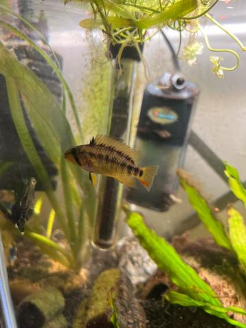 apistogramma viejita vrouw gratis beschikbaar voor biedingen