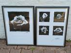 Lijsten 75 x 55 cm met posters rozen, Huis en Inrichting, Woonaccessoires | Lijsten, Overige materialen, Gebruikt, Ophalen of Verzenden