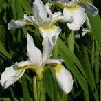 Tuinplanten Vaste planten Iris wit “Snow Queen’, Tuin en Terras, Planten | Tuinplanten, Zomer, Vaste plant, Overige soorten, Ophalen