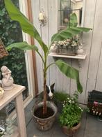 Twee mooie planten  Musa  basjoo, Tuin en Terras, Planten | Tuinplanten, Ophalen, Zomer, Overige soorten, Halfschaduw