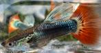 🔴 Platinum Red tail guppen 🔴, Dieren en Toebehoren, Vissen | Aquariumvissen, Vis, Zoetwatervis, Schoolvis