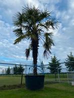 Grote Palmboom in Pot - 3,5 Meter, Bloeit niet, Palmboom, Ophalen, Volle zon